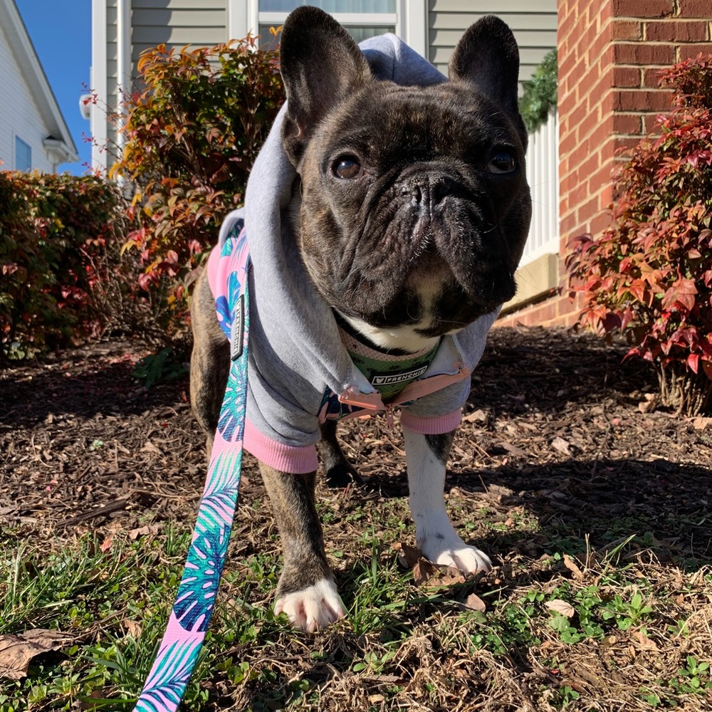 Frenchie appreciation post 💕💕 - Picture 4 of 8